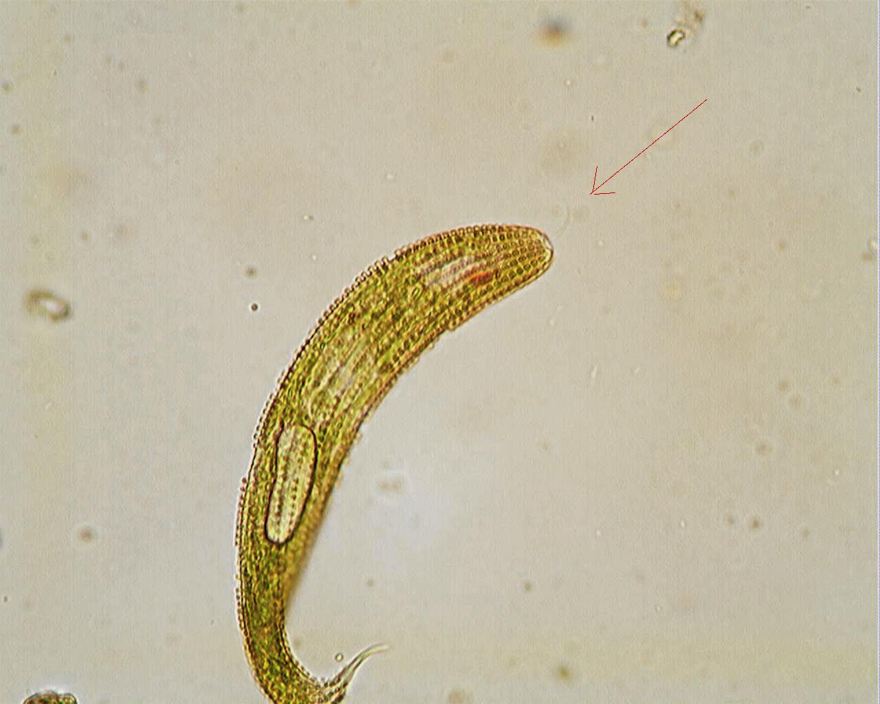 Un''altra euglena?